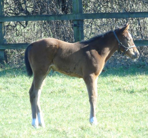 2022 filly by Earthlight